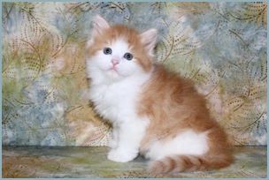 Male Siberian Kitten from Deedlebug Siberians